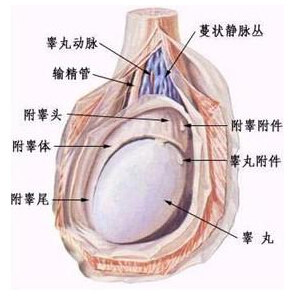 睾丸结构.jpg
