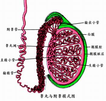 睾丸附睾.jpg