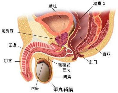 泌尿系统.jpg