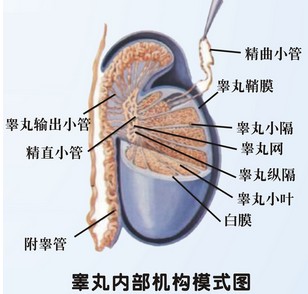 睾丸解剖.jpg
